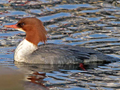 Common Merganser